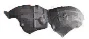 2022 - 2025 Honda Civic DRIVER SIDE FRONT FENDER LINER LH